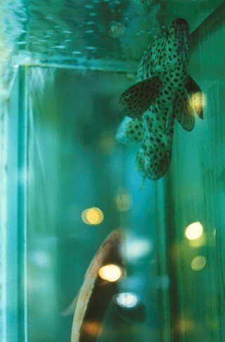 Boys of Hong Kong –&#160;Alexandra Leese 