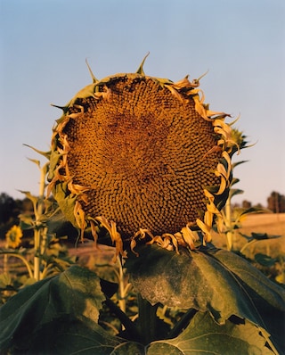 Beirut Re-Store, Jamie Hawkesworth