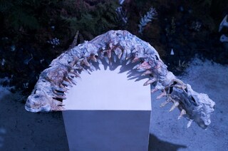 Inorganic Synergy 10