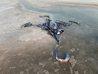 Yein Lee at Final Hot Desert