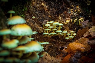Mushrooms in woodland 