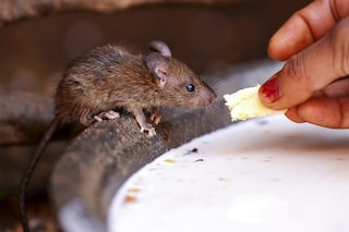 In defence of rats | Dazed