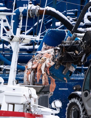 Open-pen salmon farming in Iceland Bjork