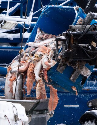 Open-pen salmon farming in Iceland Bjork