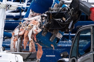 Open-pen salmon farming in Iceland Bjork