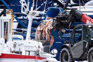 Open-pen salmon farming in Iceland Bjork