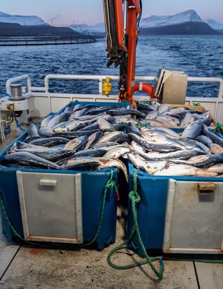 Open-pen salmon farming in Iceland Bjork