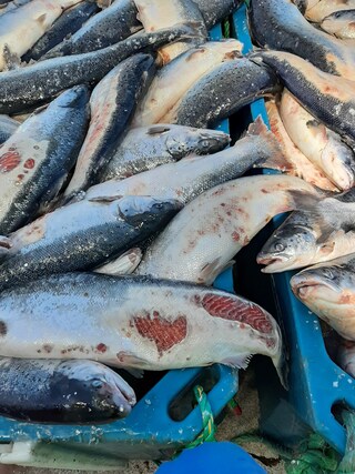 Open-pen salmon farming in Iceland Bjork