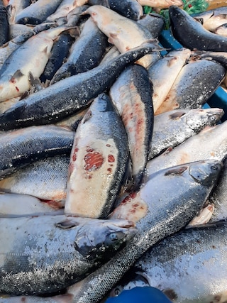 Open-pen salmon farming in Iceland Bjork