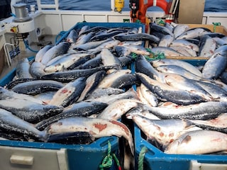 Open-pen salmon farming in Iceland Bjork