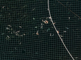 Open-pen salmon farming in Iceland Bjork