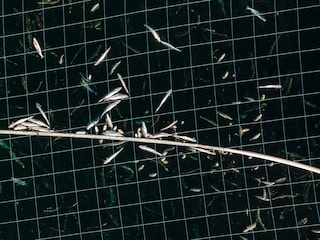 Open-pen salmon farming in Iceland Bjork