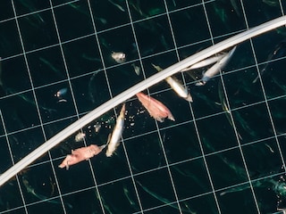 Open-pen salmon farming in Iceland Bjork