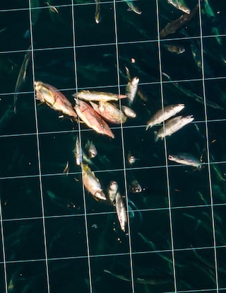 Open-pen salmon farming in Iceland Bjork