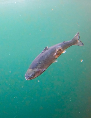 Open-pen salmon farming in Iceland Bjork