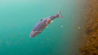 Open-pen salmon farming in Iceland Bjork