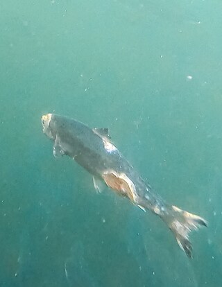 Open-pen salmon farming in Iceland Bjork