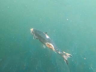 Open-pen salmon farming in Iceland Bjork