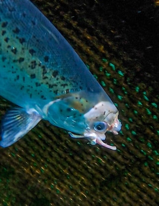 Open-pen salmon farming in Iceland Bjork
