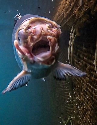Open-pen salmon farming in Iceland Bjork