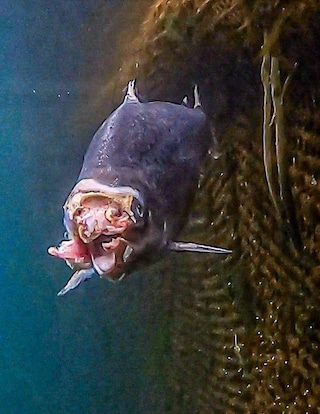 Open-pen salmon farming in Iceland Bjork