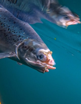 Open-pen salmon farming in Iceland Bjork