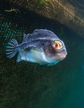 Open-pen salmon farming in Iceland Bjork