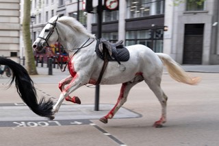 A white horse on the loose bolts through London