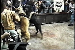 &#169; Fernando Llanos, from Amores Perros (MACK, 2025)