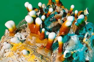 Phyllis Ma, Mushrooms &amp; Friends #4 (self-published, 2025). 