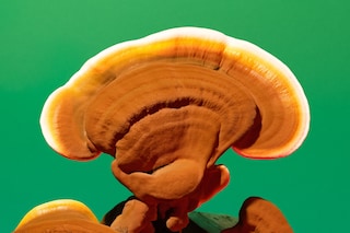 Phyllis Ma, Mushrooms &amp; Friends #4 (self-published, 2025). 