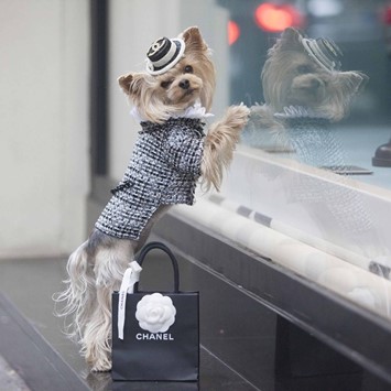 I m not sure how I feel about this street style dog Dazed