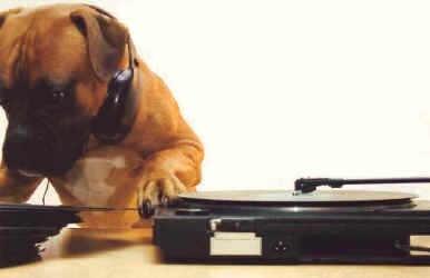 Dog on the decks
