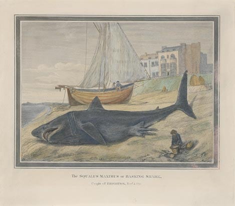 Unknown Artist- The Squalus Maximus or Basking Sha 0
