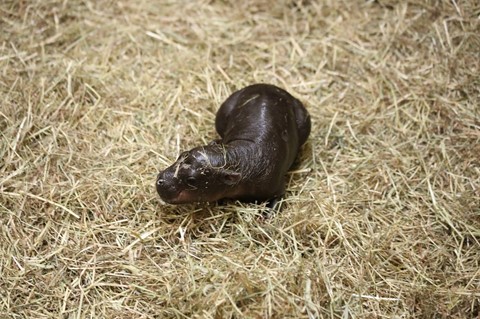 haggis_hippo