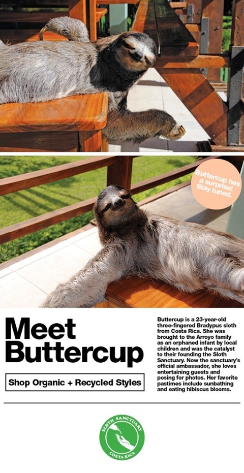 American Apparel sloth buttercup advertising campaign