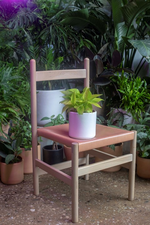 Emilia Ortiz Plants