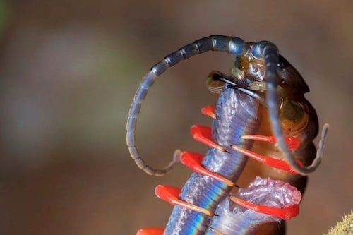 @crypt0cryptids | Dazed