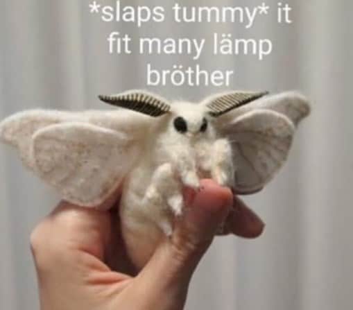 moth memes viral instagram twitter 16