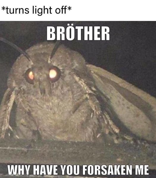 moth memes viral instagram twitter 10