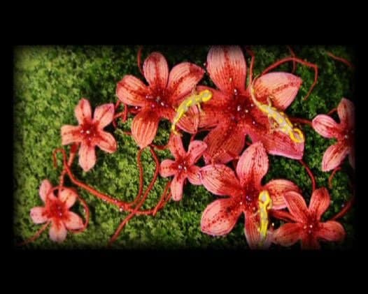 Stills from the animated film 'Naiade' 0