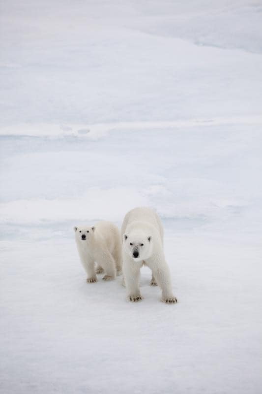 Polar Bear with Cub in Fram Strait 2
