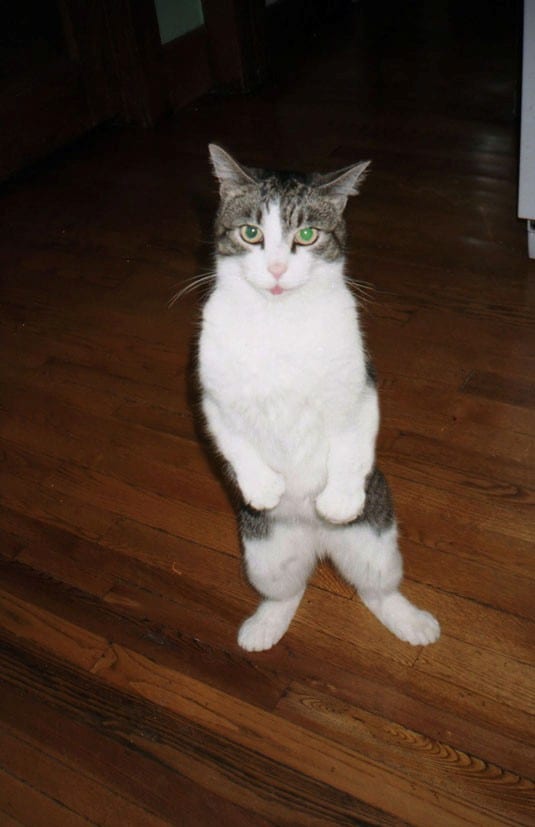 Tine Bek Showcase 12