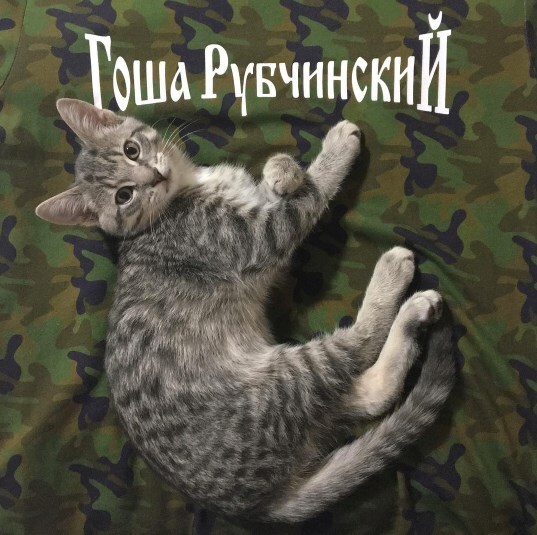 @rafthecat Raf The Cat Instagram streetwear