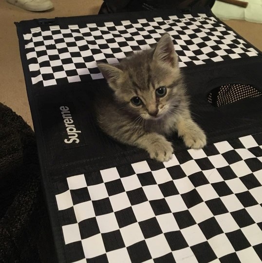 @rafthecat Raf The Cat Instagram streetwear 1