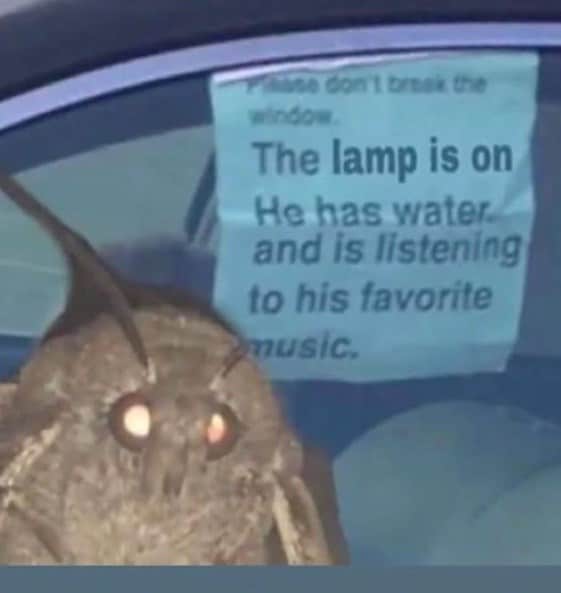 moth memes viral instagram twitter 18