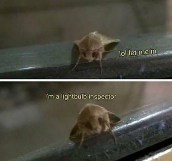 moth memes viral instagram twitter 12