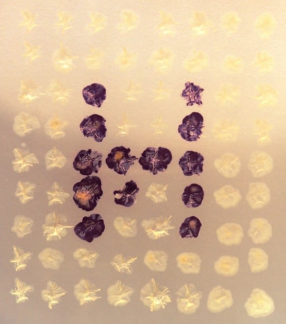 simon-park-bacteria-ciphers 15