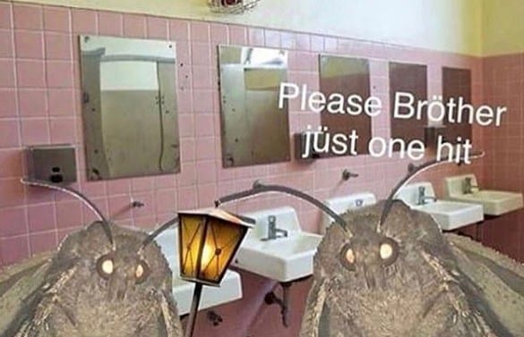 moth memes viral instagram twitter 0
