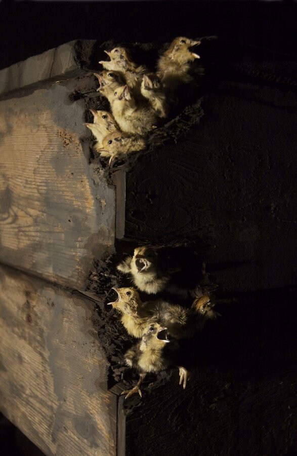 Polly Morgan 'Detail from Carrion Call' 0